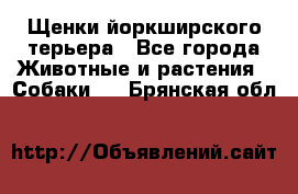 Щенки йоркширского терьера - Все города Животные и растения » Собаки   . Брянская обл.